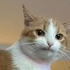 meowidrown